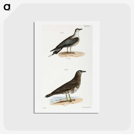 2-89_Zoology-of-New-York_hagaki