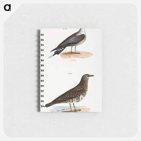 アートメモ帳-Arctic Hawk Gull (Lestris buffoni) 292. Pomarine Hawk Gull (Lestris pomarinus) illustration from Zoology of New York by - ニューヨークの動物学 Memo.