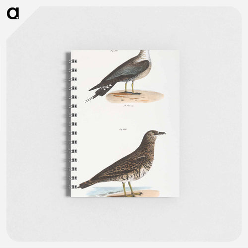 Arctic Hawk Gull (Lestris buffoni) 292. Pomarine Hawk Gull (Lestris pomarinus) illustration from Zoology of New York by - ニューヨークの動物学 Memo.