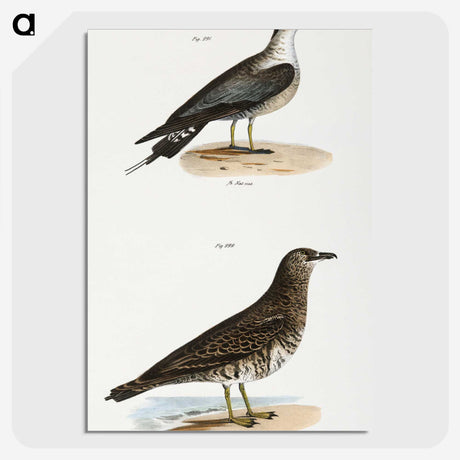 2-89_Zoology-of-New-York_picture-crop