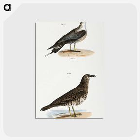 2-89_Zoology-of-New-York_postcard
