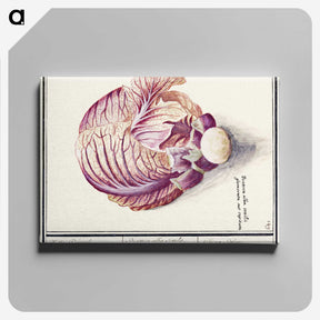 2-8_Anselmus-Boetius-de-Boodt_canvas