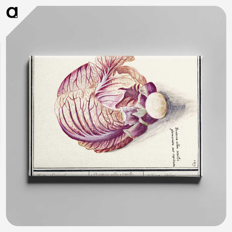 2-8_Anselmus-Boetius-de-Boodt_canvas