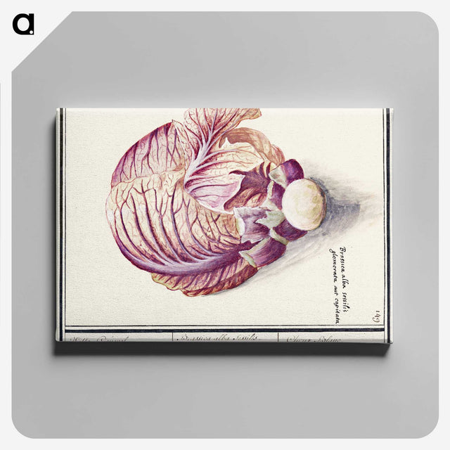 2-8_Anselmus-Boetius-de-Boodt_canvas
