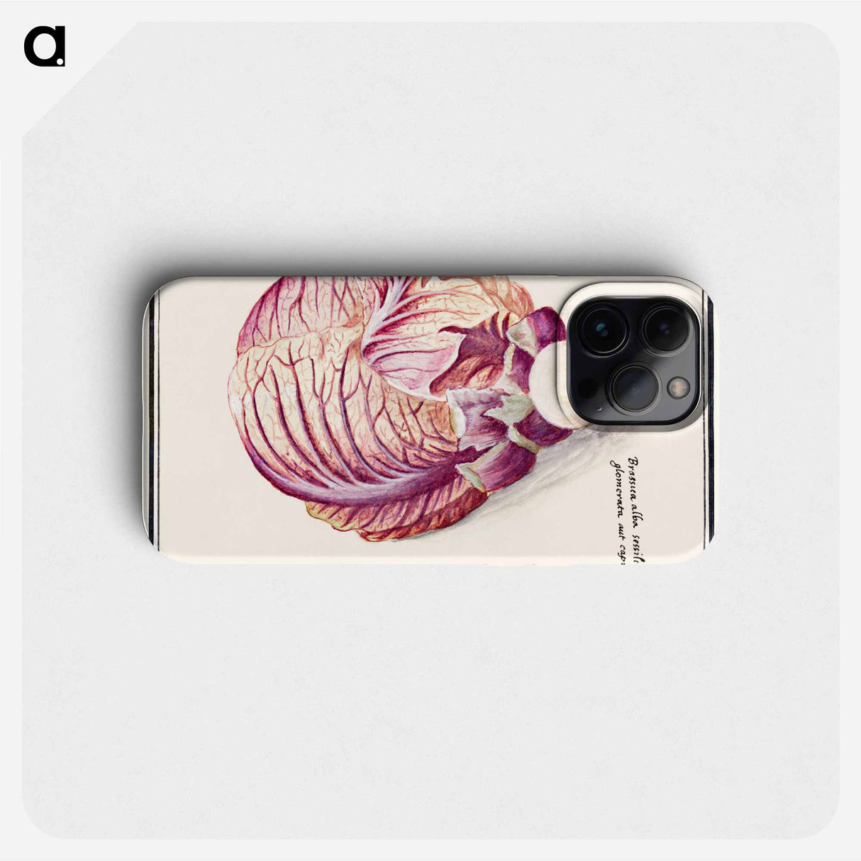 White cabbage - アンセルムス ボエティウス デ ブート Phone Case.