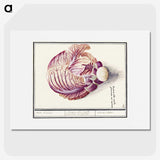 2-8_Anselmus-Boetius-de-Boodt_picture