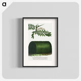 2-8_Botanical-Specimen-Plates_blk