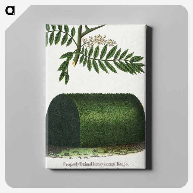 2-8_Botanical-Specimen-Plates_canvas
