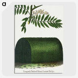 2-8_Botanical-Specimen-Plates_picture-crop