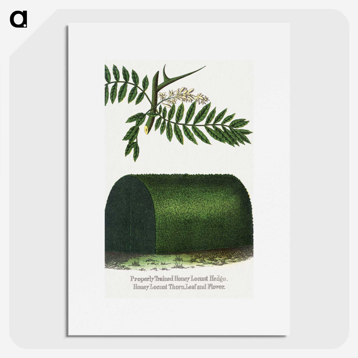 2-8_Botanical-Specimen-Plates_picture