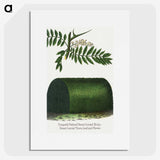 2-8_Botanical-Specimen-Plates_picture