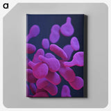 2-8_COVID-19_canvas