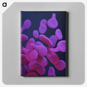 2-8_COVID-19_canvas