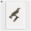 2-8_Des-Oiseaux-de-Paradis_picture