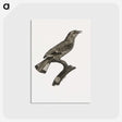 2-8_Des-Oiseaux-de-Paradis_postcard