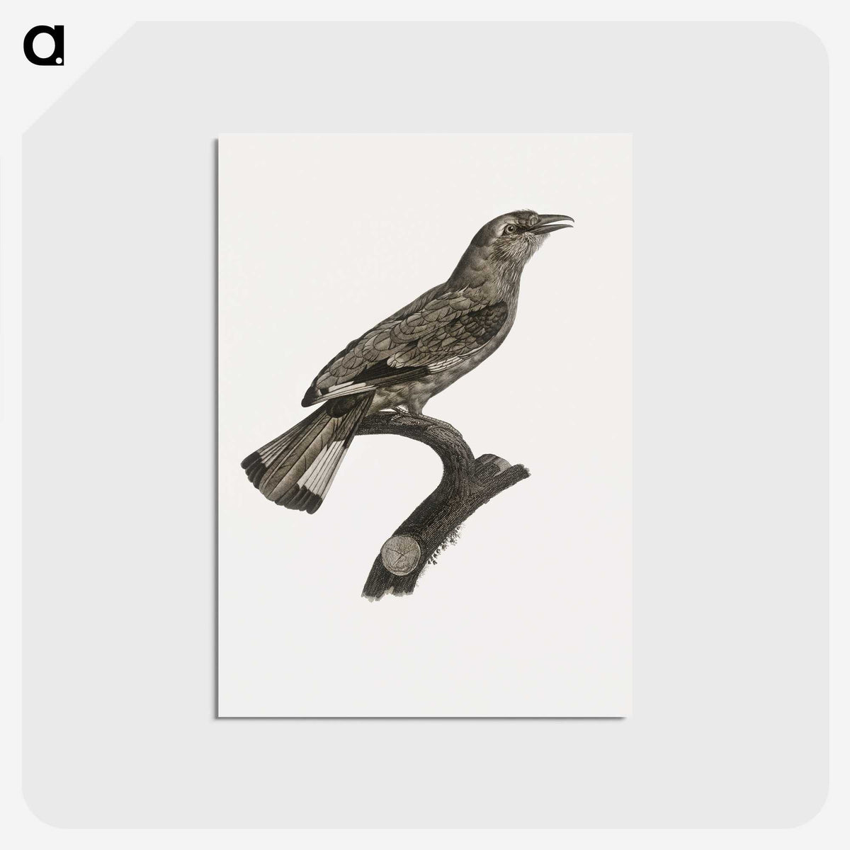 2-8_Des-Oiseaux-de-Paradis_postcard