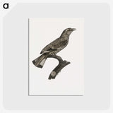 2-8_Des-Oiseaux-de-Paradis_postcard