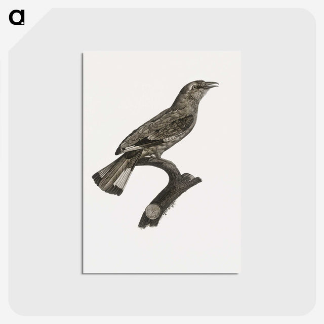 2-8_Des-Oiseaux-de-Paradis_postcard