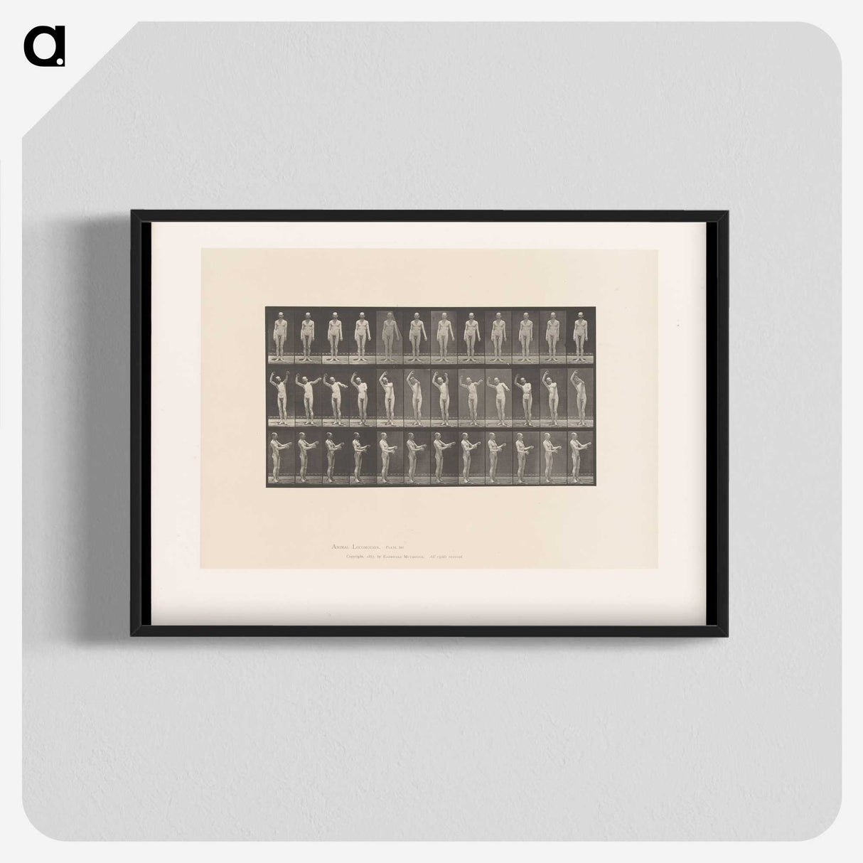 2-8_Eadweard-Muybridge_blk-crop