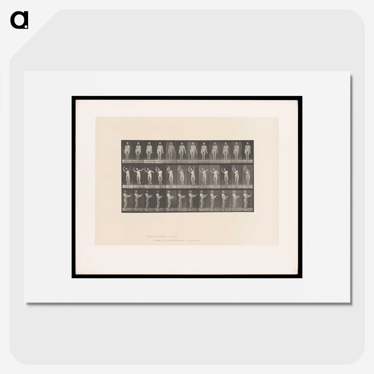 2-8_Eadweard-Muybridge_picture