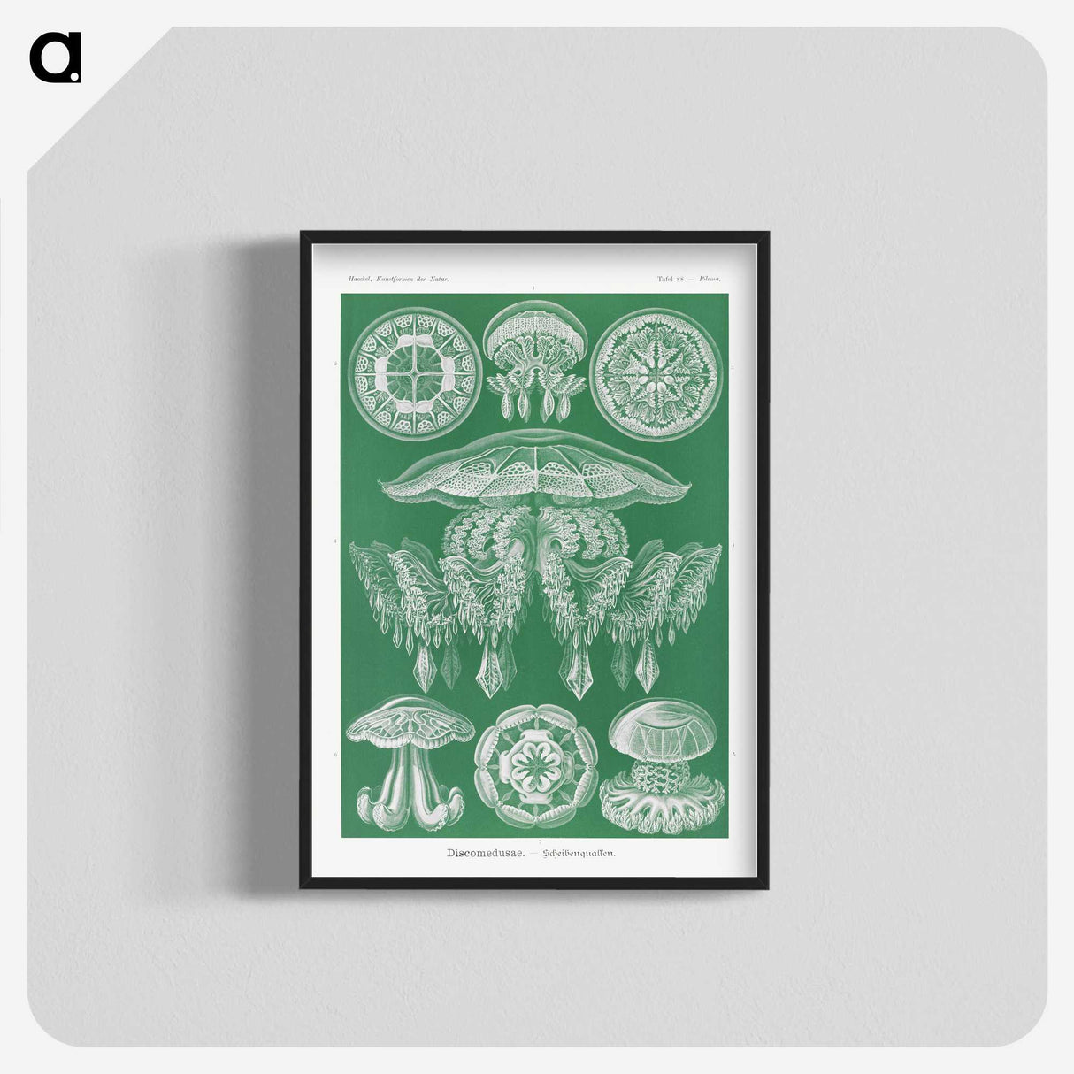 2-8_Ernst-Haeckel_blk-crop