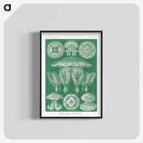 2-8_Ernst-Haeckel_blk-crop