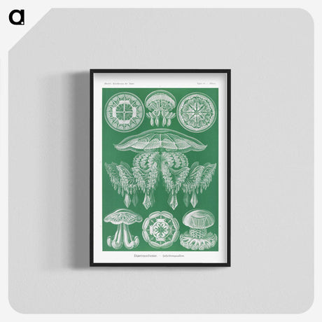 2-8_Ernst-Haeckel_blk-crop
