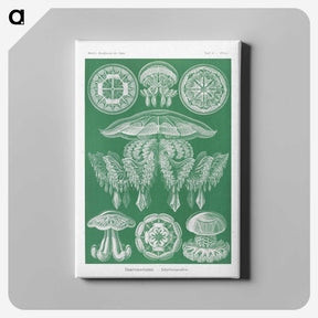 2-8_Ernst-Haeckel_canvas