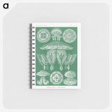 2-8_Ernst-Haeckel_memo
