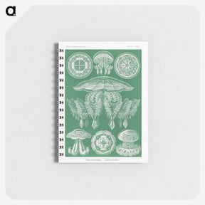 2-8_Ernst-Haeckel_memo