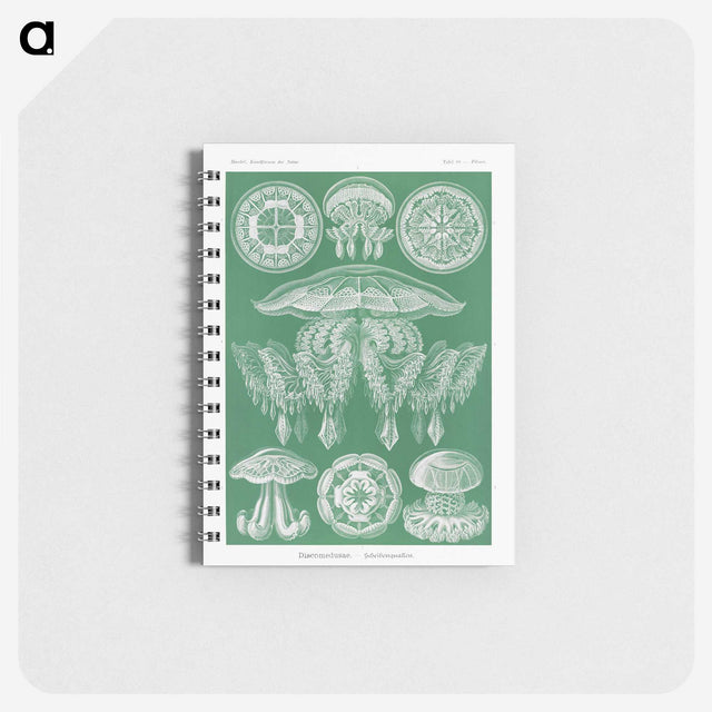 2-8_Ernst-Haeckel_memo