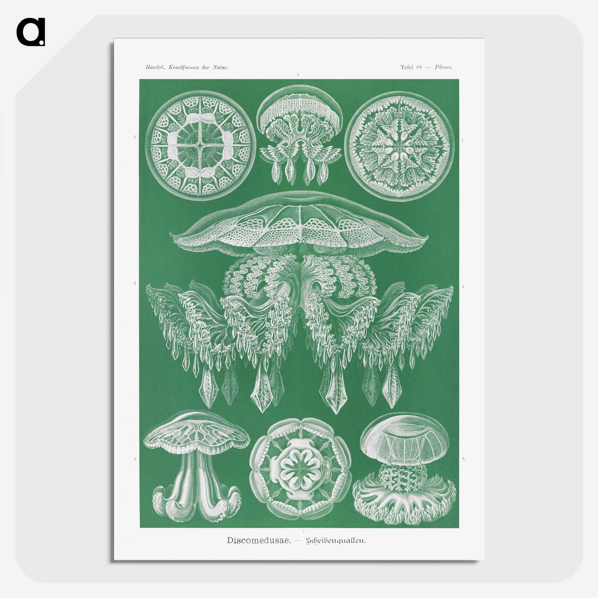 2-8_Ernst-Haeckel_picture-crop