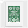 2-8_Ernst-Haeckel_picture