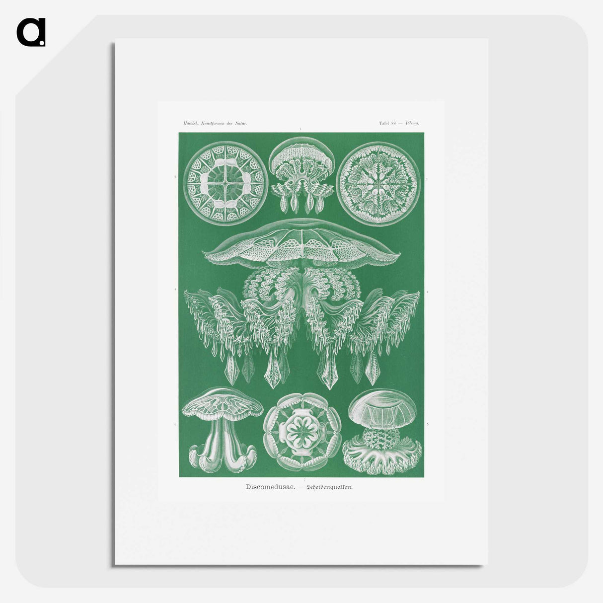2-8_Ernst-Haeckel_picture