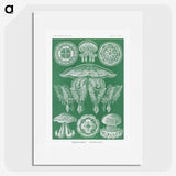 2-8_Ernst-Haeckel_picture