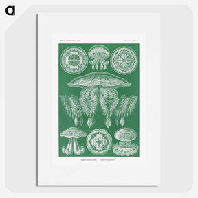 2-8_Ernst-Haeckel_picture