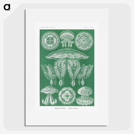 2-8_Ernst-Haeckel_picture