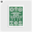 2-8_Ernst-Haeckel_postcard