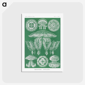 2-8_Ernst-Haeckel_postcard