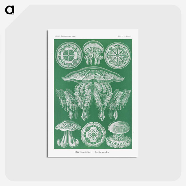 2-8_Ernst-Haeckel_postcard
