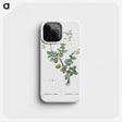2-8_Histoire-des-Plantes-Grasses_phone