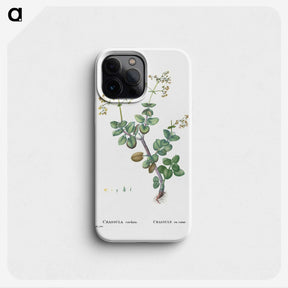 2-8_Histoire-des-Plantes-Grasses_phone