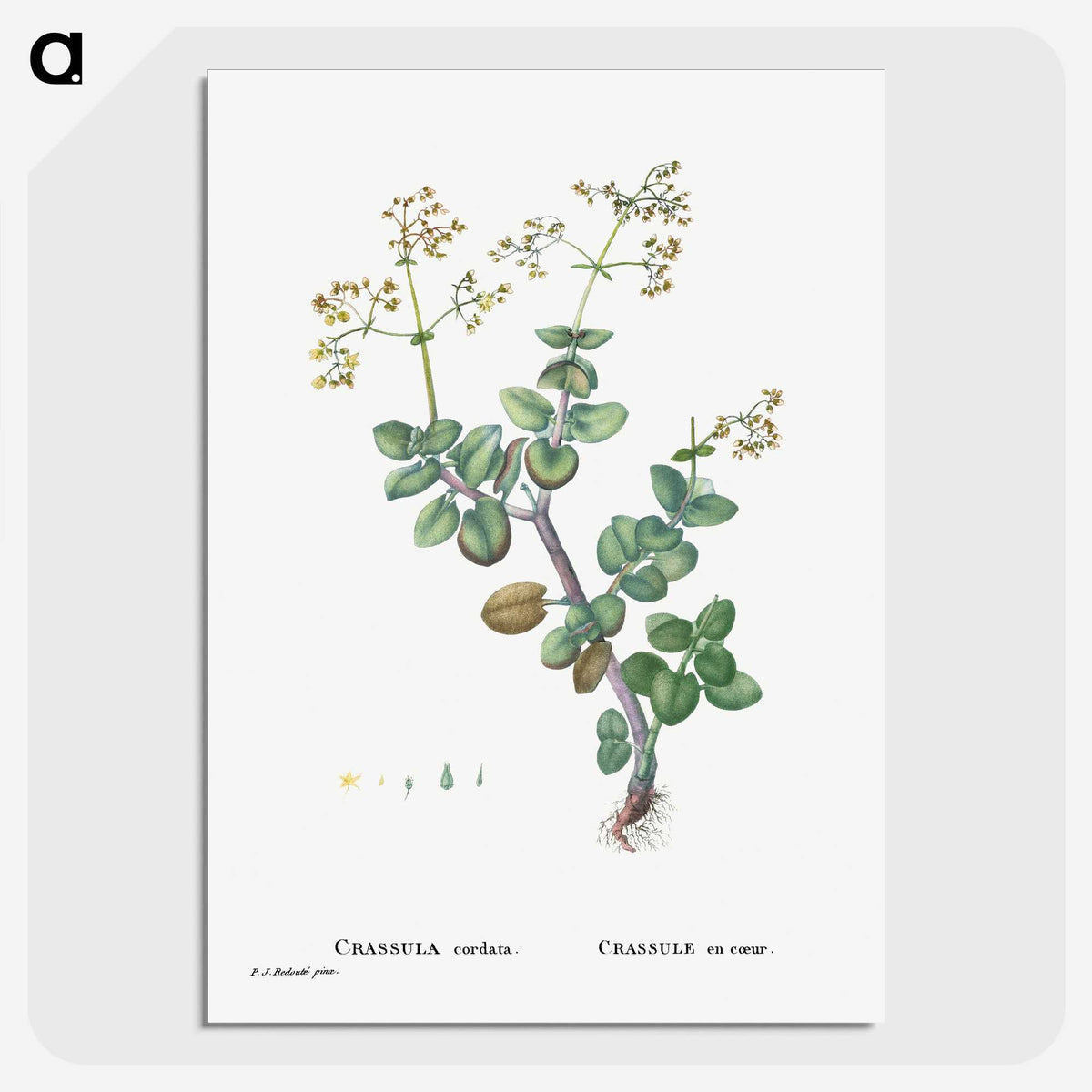 2-8_Histoire-des-Plantes-Grasses_picture-crop