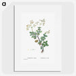 2-8_Histoire-des-Plantes-Grasses_picture