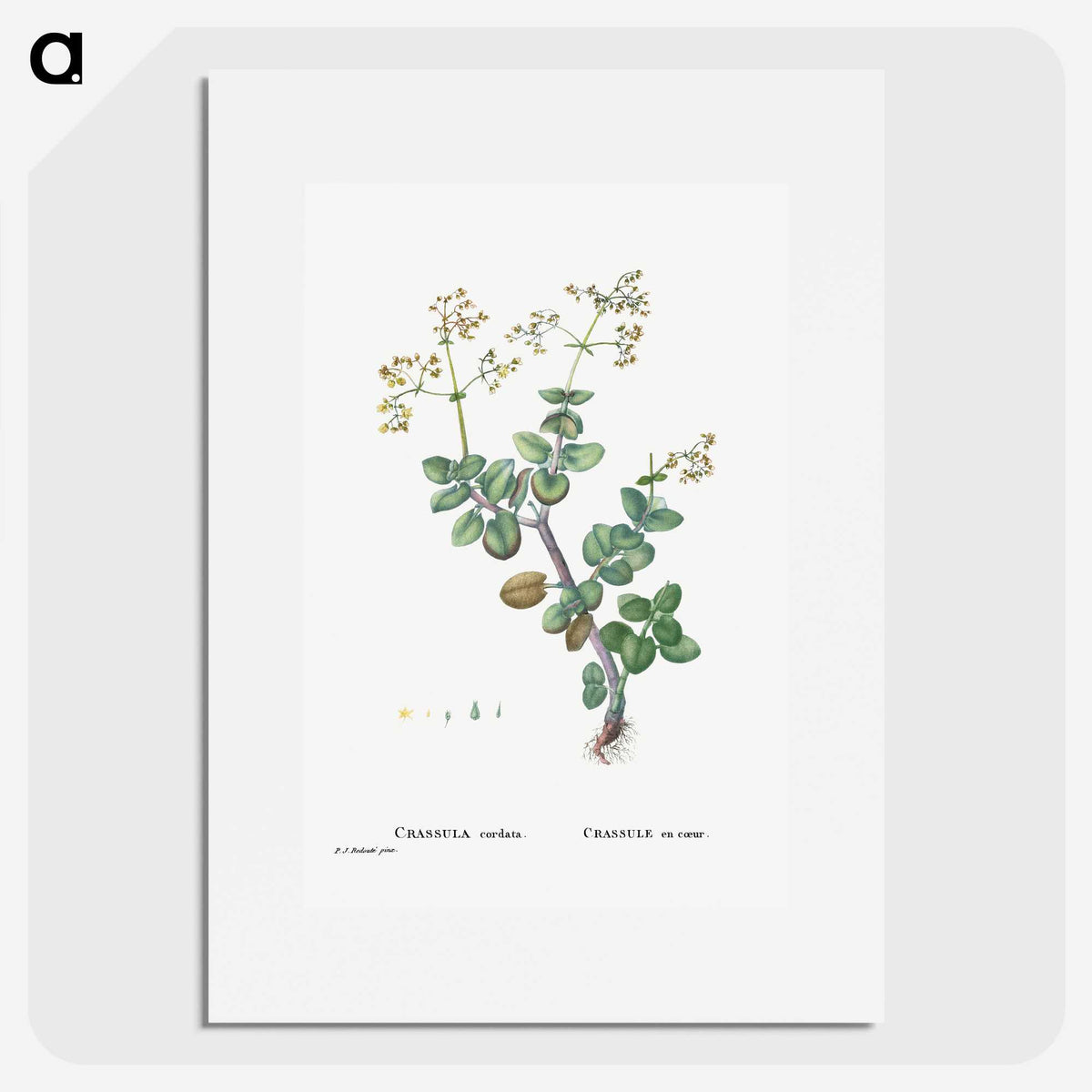 2-8_Histoire-des-Plantes-Grasses_picture