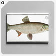 2-8_Ichtyologie-ou-Histoire-naturelle_canvas