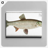 2-8_Ichtyologie-ou-Histoire-naturelle_canvas