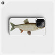 2-8_Ichtyologie-ou-Histoire-naturelle_phone