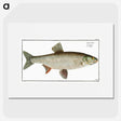 2-8_Ichtyologie-ou-Histoire-naturelle_picture