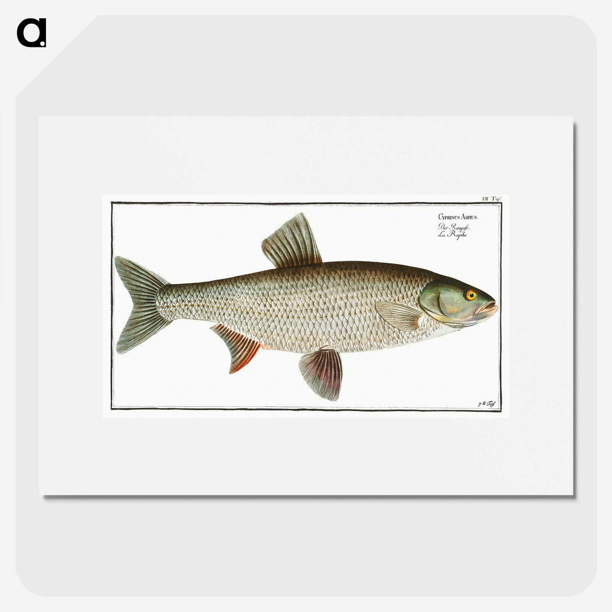 2-8_Ichtyologie-ou-Histoire-naturelle_picture